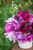 Container with Tulipa 'Blue Parrot', 'Victoria's Secret' and 'Ballade'