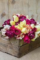 Tulipa 'Flaming Parrot', 'City of Vancouver', 'Antraciet', 'Yellow Crown' and 'Burgundy Lace' on a wooden crate