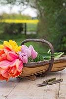 Wooden trug containing Tulipa 'Strong Gold', 'Apricot Impression' and 'Pink Diamond'