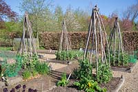 Hazel stakes used in a Potager to support Sweet Peas