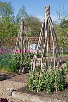 Hazel stakes used in a Potager to support Sweet Peas