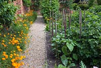 Hazel stakes supporting a Currant bush and Dahlias in a border
