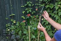 Adding glass bottles to garden canes as cane toppers
