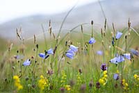 Campanula rotundifolia - Harebells growing wild on South Harris, Outer Hebrides, Scotland. Scottish Bluebell. 