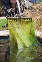 Pond care - clearing blanket weed from a pond with a rake