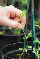 Pinching out the growing tips of sweet pea seedlings to promote bushy growth. Lathyrus odoratus