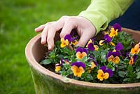 Deadheading violas grown in a container