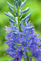 Camassia leichtlinii subsp. suksdorfii 'Electra'