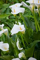 Zantedeschia aethiopica 'Glencoe' - Arum lily, Calla lily