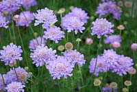 Scabiosa 'Vivid Violet'. Scabious, Pincushion flower