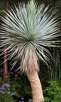 Yucca rostrata. Beaked Yucca