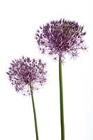 Allium cristophii AGM. Star of Persia