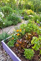 Organic garden with raised beds. Lactuca sativa 'Red Oak Leaf', marigolds, beetroots.