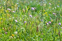 Wildflower meadow in august. Wild carrots, daisies, Hoary plantain - Plantago media, Centaurea jacea brown knapweed, Knautia arvensis - Field Scabious