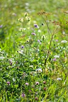 Wildflower meadow: Leucanthemum vulgare - ox-eye daisy, Feoniculum vulgare, Knautia arvensis - Field Scabious,