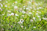 Wildflower meadow: Leucanthemum vulgare - ox-eye daisy