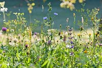 Wildflower meadow: Leucanthemum vulgare - ox-eye daisy, Salvia pratensis. Meadow Clary, Daucus carota - wild carrot seedhead, Verbascum nigrum - Dark Mullein, Trifolium pratense, Cichorium intybus - Chicory.