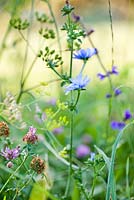 Wildflower meadow: Trifolium pratense, Cichorium intybus - Chicory.