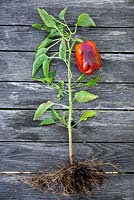 Pepper plant showing root system