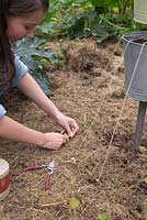 Girl tying string around the embedded garden canes