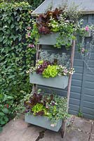 An upcycled vertical planter containing Variegated Helichrysum, Artemisia abrotanum 'Parfum d'Ethiopia', Fuchsia microphylla, Geranium 'Ville de Paris Lilac', Scaevola 'Topaz Pink', Plectranthus coleoides 'Variegatus', Fuchsia 'Claudia' and a mixed selection of Lettuce