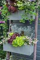 An upcycled vertical planter containing Variegated Helichrysum, Artemisia abrotanum 'Parfum d'Ethiopia', Fuchsia microphylla, Geranium 'Ville de Paris Lilac', Scaevola 'Topaz Pink', Plectranthus coleoides 'Variegatus', Fuchsia 'Claudia' and a mixed selection of Lettuce