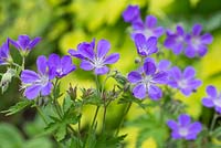 Geranium sylvaticum 'Mayflower'