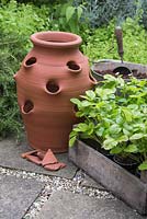 A terracotta strawberry planter with crocks and Alpine Strawberry plants