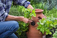 Planting Alpine Strawberry plugs into a terracotta planter