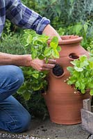 Planting Alpine Strawberry plugs into a terracotta planter