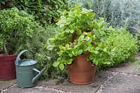 A terracotta strawberry planter containing Alpine Strawberry plants