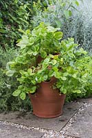 A terracotta strawberry planter containing Alpine Strawberry plants