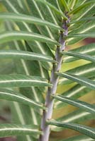 Euphorbia schillingii stems with buds - milkweed
