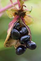 Paeonia delavayi var. lutea seed pods - tree peony 