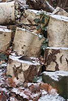 Wildlife habitat of pile of birch tree logs with snow 