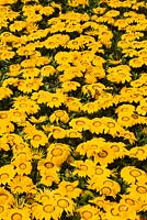 Gazania ringens 'Kiss Yellow' flowers being grown in containers in a commercial greenhouse in spring