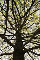 Quercus palustris - Pin Oak tree in spring. Low angle view of tall silhouetted tree