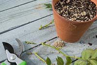 Late summer, early autumn rose cuttings. Take nodal cuttings and plant round edge of terracotta pot in compost and vermiculite mix.