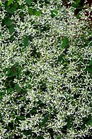 Euphorbia hypericifolia 'Euphoric White'