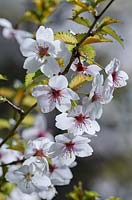 Prunus incisa 'Kojo-no-Mai'