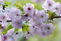 Prunus 'Matsumae-Wakamushiya Zakura' flowers in April