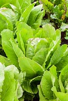 Lettuce 'Romaine delle 7 Lune'