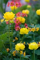 Trollius 'Lemon Supreme'