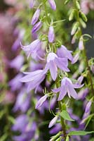 Campanula rapunculoides