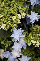Hydrangea macrophylla 'Fireworks Blue'