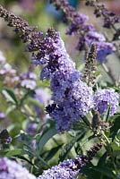 Buddleja 'Glass Slippers'