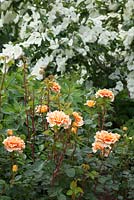 Rosa Welwyn Garden Glory 'Harzumber' and Cornus Venus 'Kn30-8' at RHS Wisley