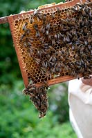 Honeycomb with bees