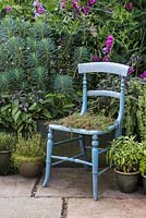 An upcycled blue chair planted with Thymus praecox - Red Creeping Thyme