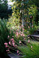 Jackie Healy's garden near Chepstow. Early autumn garden. Schizostylis coccinea 'Mrs Heggarty'